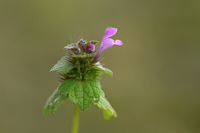 BUITEN BEELD Foto: 433228