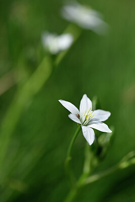 BUITEN BEELD Foto: 433237