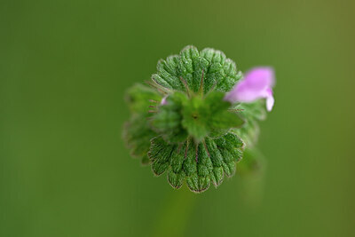 BUITEN BEELD Foto: 433240