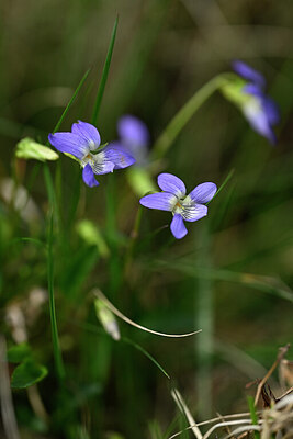 BUITEN BEELD Foto: 433266