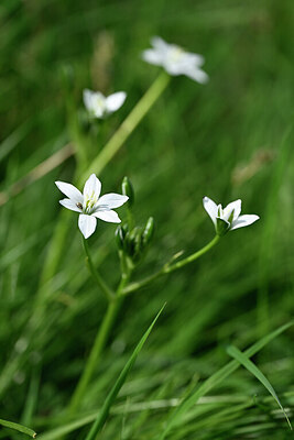 BUITEN BEELD Foto: 433270