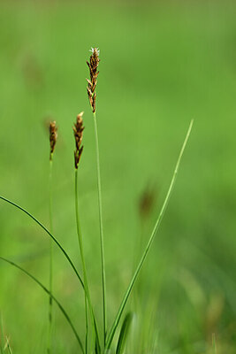 BUITEN BEELD Foto: 433277