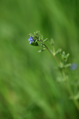 BUITEN BEELD Foto: 433280