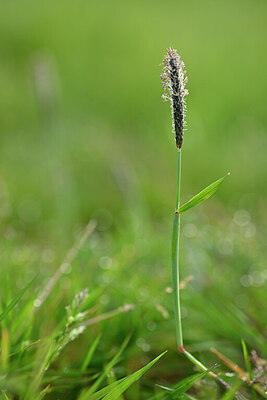 BUITEN BEELD Foto: 433287