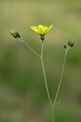 BUITEN BEELD Foto: 433289