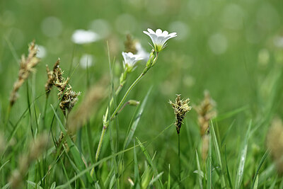 BUITEN BEELD Foto: 433302