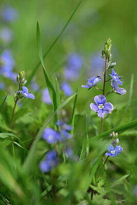 BUITEN BEELD Foto: 433304