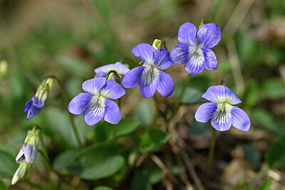 BUITEN BEELD Foto: 433317