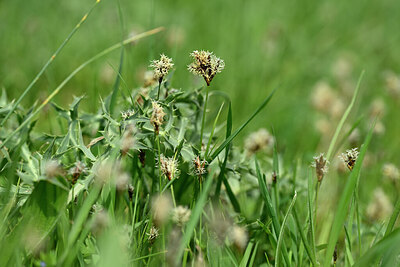 BUITEN BEELD Foto: 433342