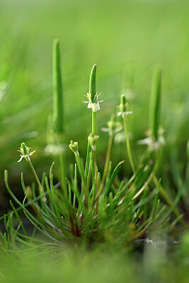 BUITEN BEELD Foto: 433358