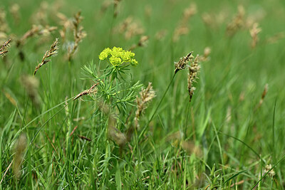 BUITEN BEELD Foto: 433360