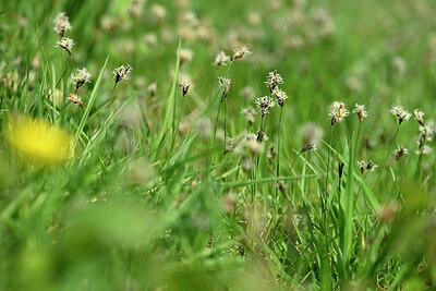 BUITEN BEELD Foto: 433368