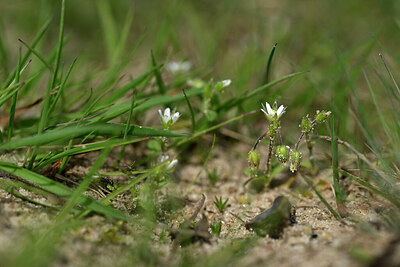 BUITEN BEELD Foto: 433377