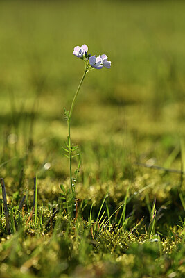 BUITEN BEELD Foto: 433382