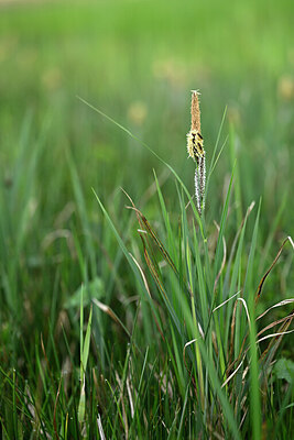 BUITEN BEELD Foto: 433397