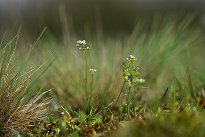 BUITEN BEELD Foto: 433403