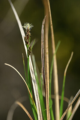 BUITEN BEELD Foto: 433406