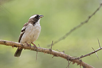 BUITEN BEELD Foto: 433463