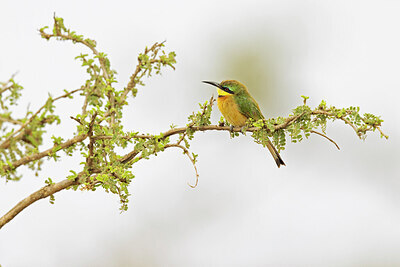 BUITEN BEELD Foto: 433465