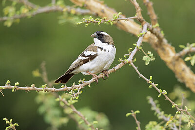 BUITEN BEELD Foto: 433467