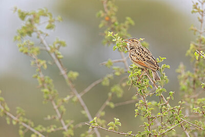 BUITEN BEELD Foto: 433472