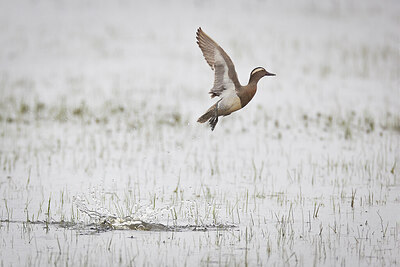 BUITEN BEELD Foto: 433478