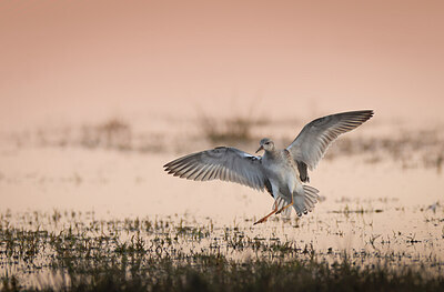 BUITEN BEELD Foto: 433487