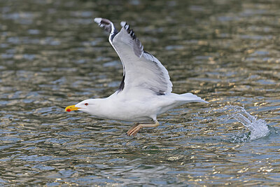 BUITEN BEELD Foto: 433508