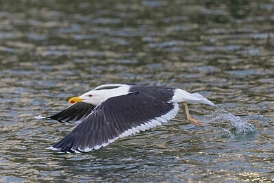 BUITEN BEELD Foto: 433509