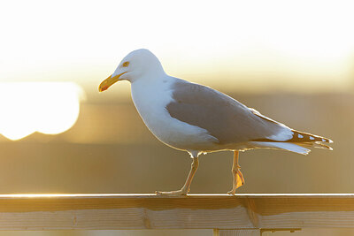 BUITEN BEELD Foto: 433516