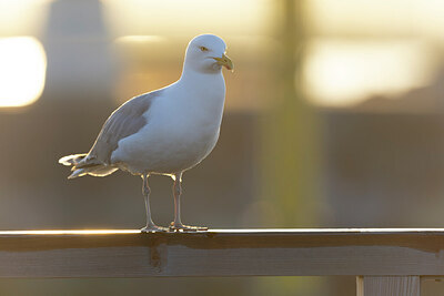 BUITEN BEELD Foto: 433517