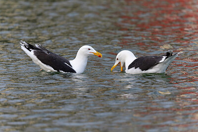 BUITEN BEELD Foto: 433521