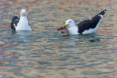 BUITEN BEELD Foto: 433522