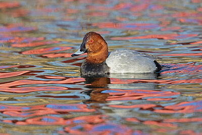 BUITEN BEELD Foto: 433528