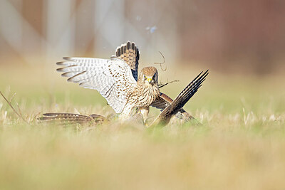 BUITEN BEELD Foto: 433546