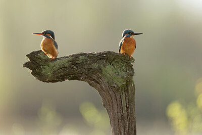 BUITEN BEELD Foto: 433553