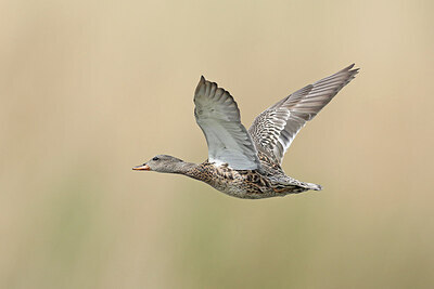 BUITEN BEELD Foto: 433562