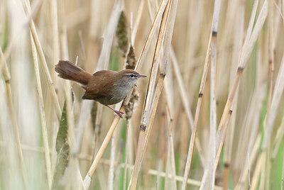 BUITEN BEELD Foto: 433570