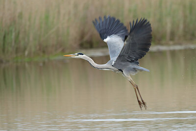 BUITEN BEELD Foto: 433573