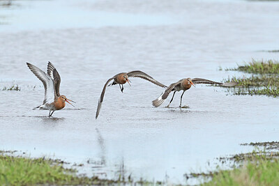 BUITEN BEELD Foto: 433577