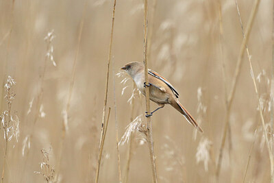 BUITEN BEELD Foto: 433584