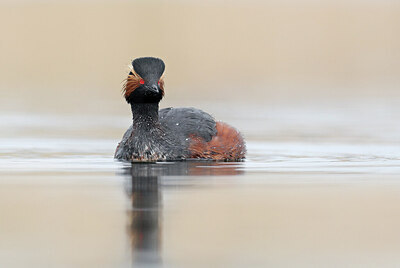 BUITEN BEELD Foto: 433588