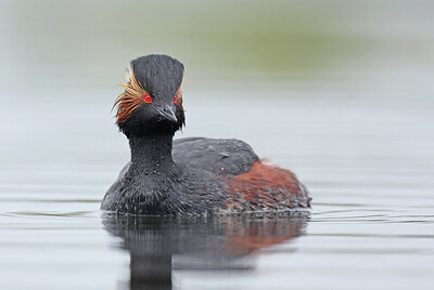 BUITEN BEELD Foto: 433592