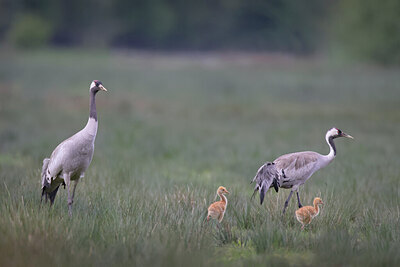 BUITEN BEELD Foto: 433601