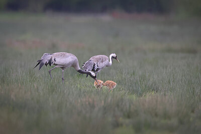 BUITEN BEELD Foto: 433602