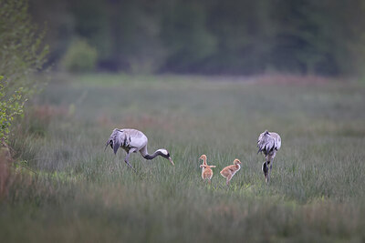 BUITEN BEELD Foto: 433603