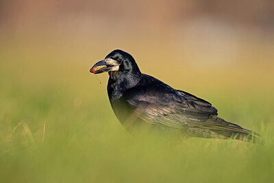 BUITEN BEELD Foto: 433618