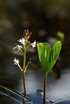 BUITEN BEELD Foto: 433674