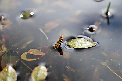 BUITEN BEELD Foto: 433679