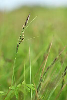 BUITEN BEELD Foto: 433686